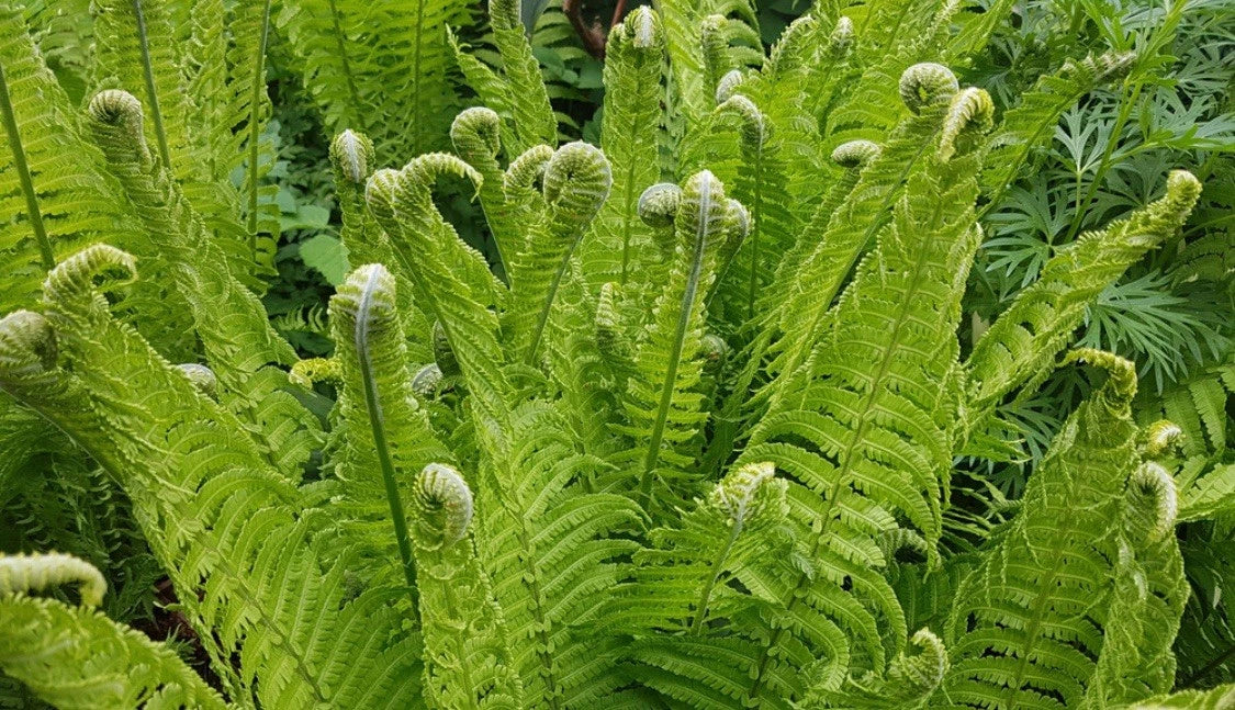 Fiddlehead Fern Plants – Large Green Ferns Matteuccia struthiopteris – Indoor & Outdoor Shade-Loving Ferns Buy 1 Get 1 Free