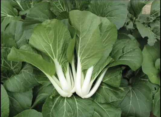 Pak Choi Seeds Bulk 1,000+ Non-GMO White Stem Brassica rapa subsp. chinensis for Home Gardening