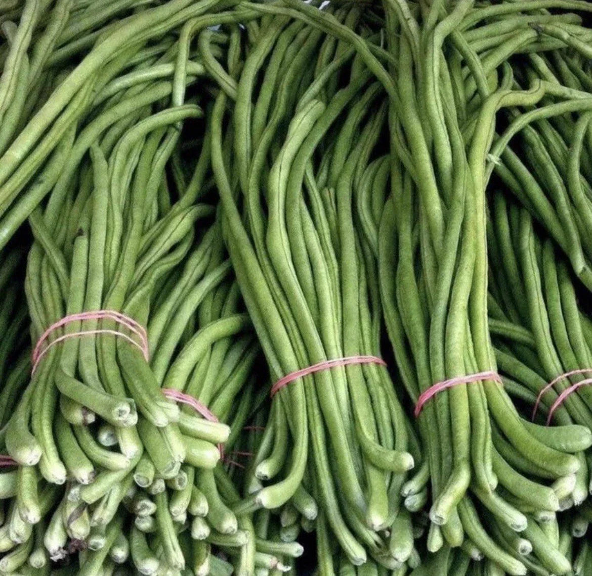 Green Yard Long Bean Seeds – Over 15 Non-GMO Vigna unguiculata subsp. sesquipedalis for Home Gardens, Container Planting, Asian Cuisine