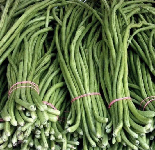 Green Yard Long Bean Seeds – Over 15 Non-GMO Vigna unguiculata subsp. sesquipedalis for Home Gardens, Container Planting, Asian Cuisine