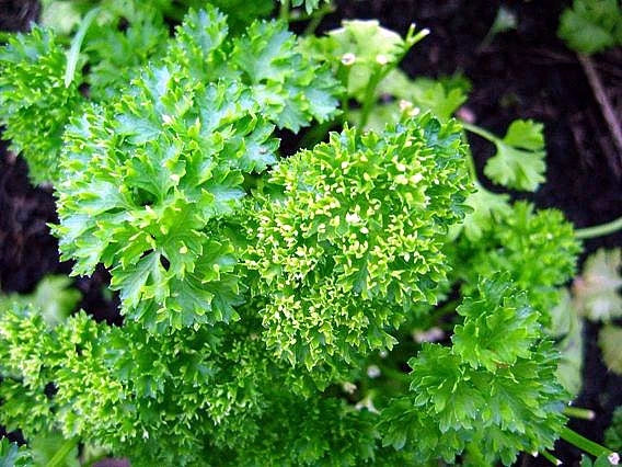 Curled Chervil Herb Seeds - Anthriscus cerefolium - Parsley-Like Flavor - 50 Count Packet for Culinary Gardens