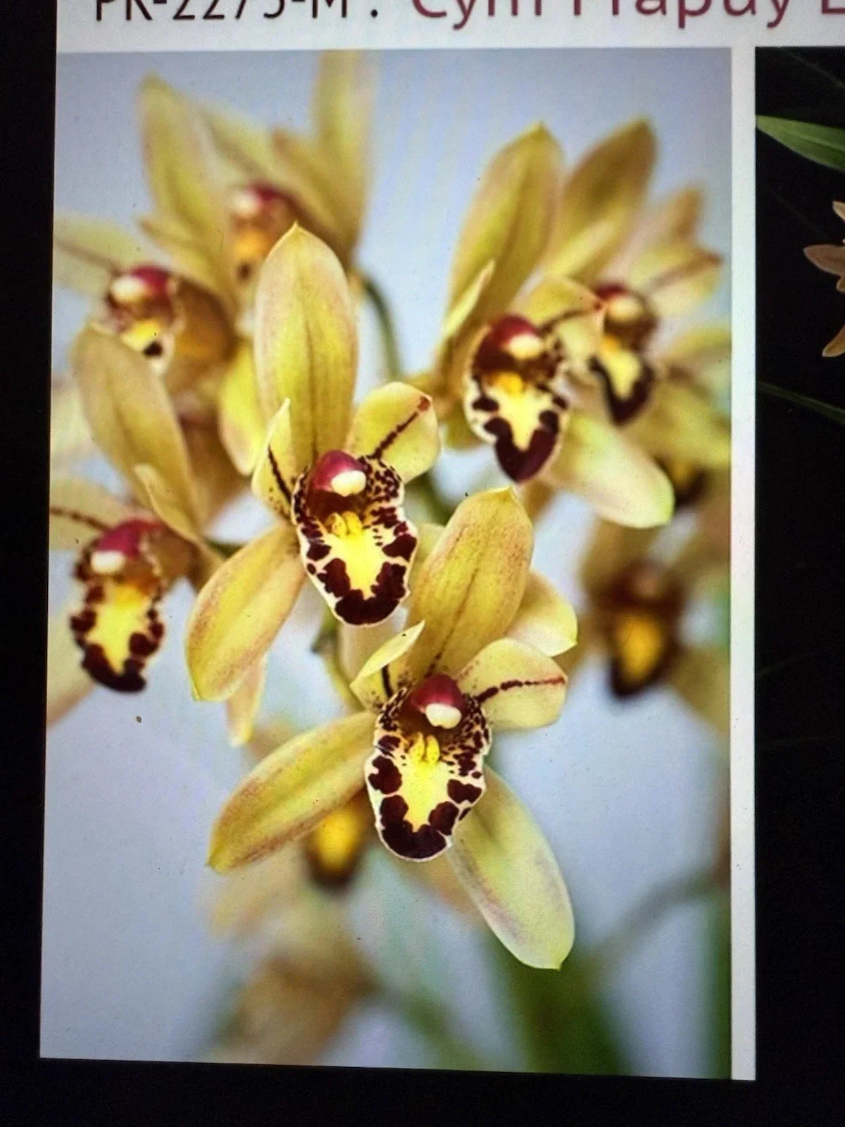 Cymbidium Orchid Plant Bulb Bare Root - Unique Variety for Indoor Gardens - Long-Lasting Blooms - Easy to Grow & Maintain