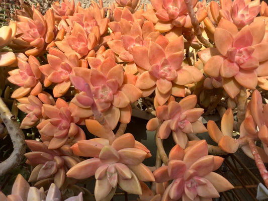 GraptoSedum Cuttings 2-3" California Sunset Succulent Drought-Tolerant Indoor Plant Graptopetalum paraguayense
