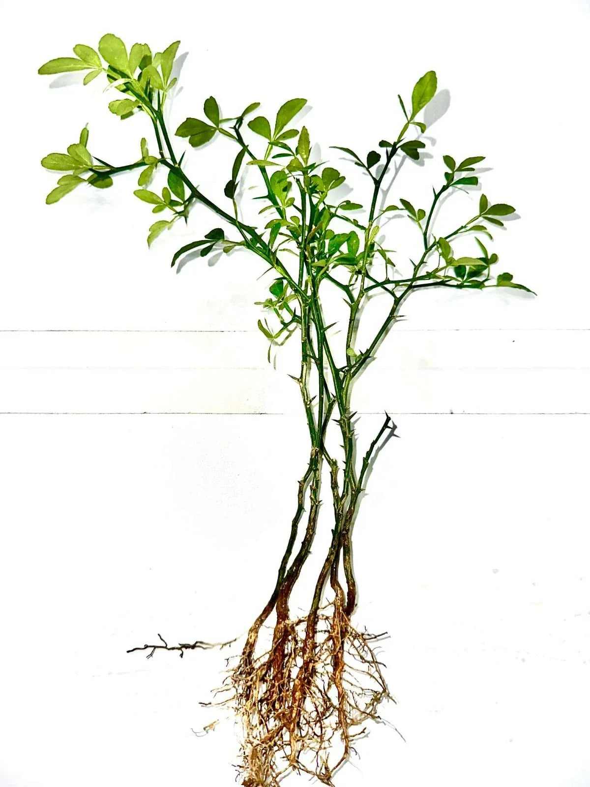 Cold Hardy Citrus Seedling 5-Pack | Bare Root Citrus Plants for Cold Climates | Lemon, Lime, Orange Varieties | Citrus spp.