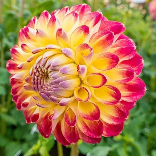 Jowey Arendal Dahlia Seeds - 25 Perennial Flower Seeds for Garden, Vibrant Mixed Colors, Dahlia x pinnata