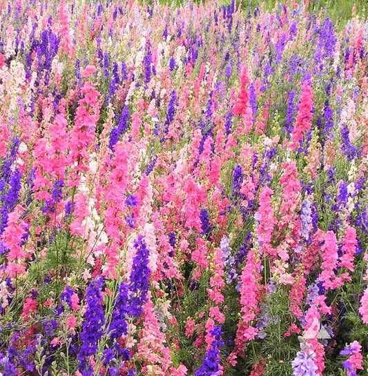 Larkspur Seeds Rocket Mix - 400+ Delphinium Ajacis Flower Seeds for Garden, Borders, Cutting Gardens, Pollinator Attractant