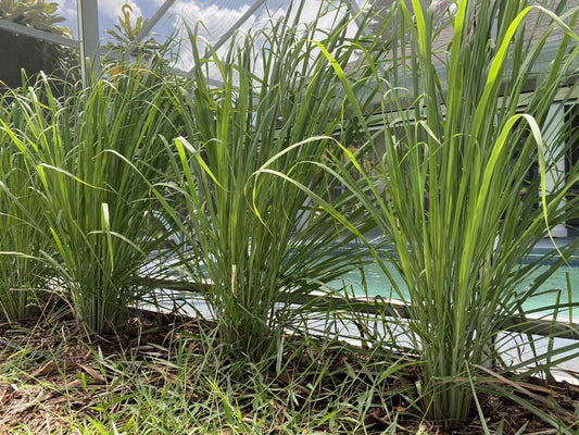 Organic Lemongrass Stalks 3 Fully Rooted Cymbopogon citratus for Culinary, Tea & Garden Use