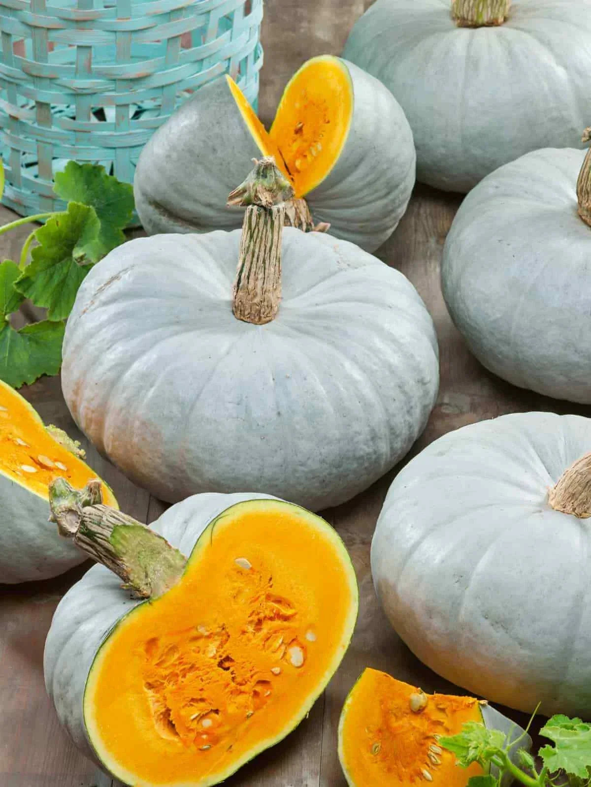 Blue Prince Pumpkin Seeds - Cucurbita pepo, Non-GMO, Large, Flavorful Pumpkins for Gardening and Cooking