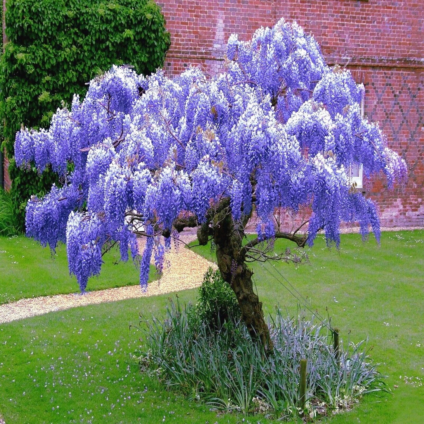 Chinese Blue Wisteria Seeds - 10 Pack, Hardy Flowering Vine, Wisteria sinensis for Garden, Trellis & Bonsai Planting