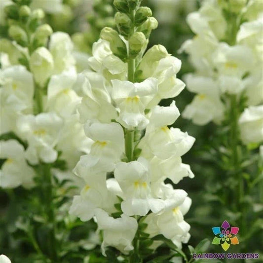 Maryland Ivory Snapdragon Seeds - 1000+ Antirrhinum majus Garden Flower Seeds for Borders & Containers
