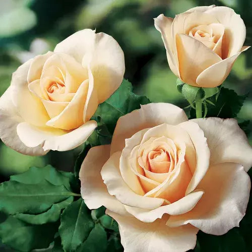 Rose Cuttings for Rooting, Canada Variety, 3 Pack, Rosa 'Canada' Garden Propagation, Fragrant Flowering Bushes