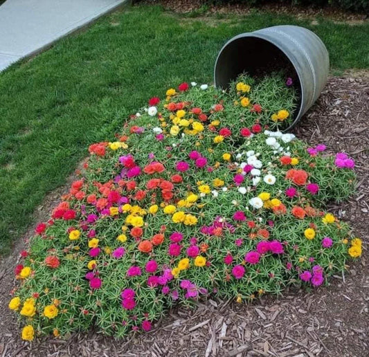 Moss Rose Seeds Pack - 1000+ Portulaca Grandiflora Vibrant Color Mix for Borders & Containers, Drought-Tolerant Annual