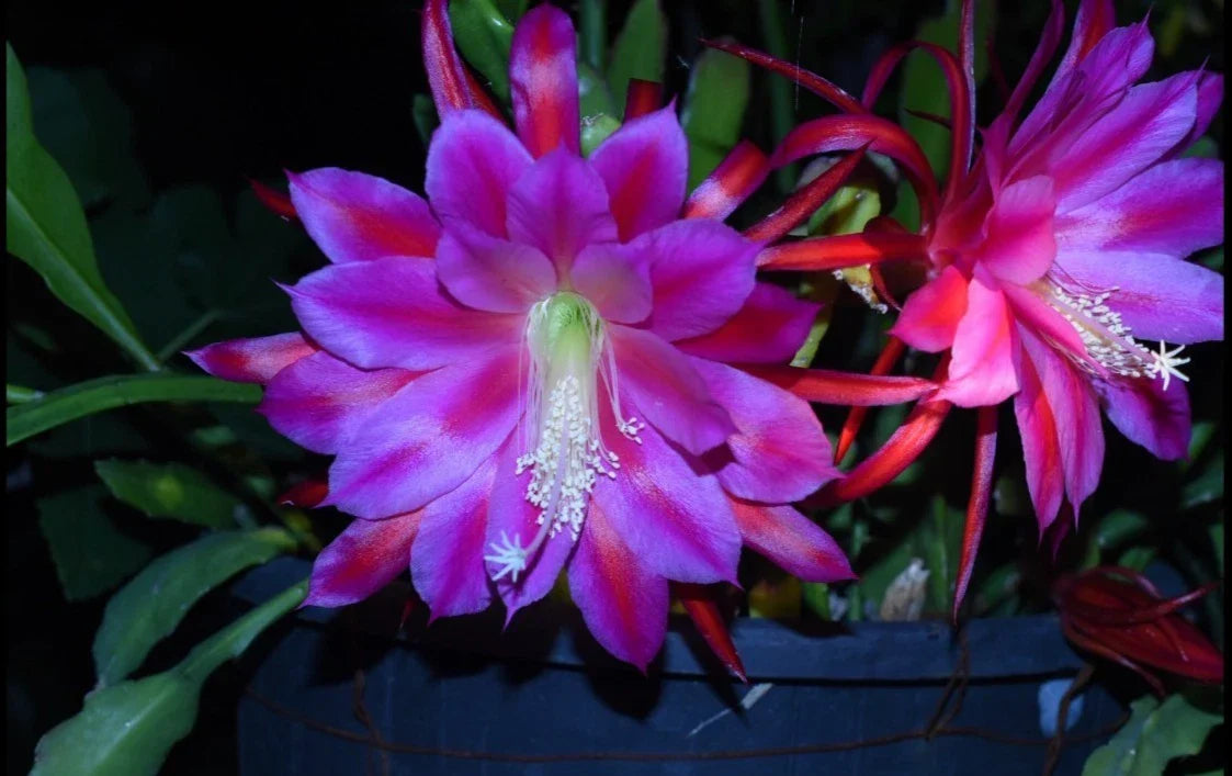 Epiphyllum Orchid Cactus Plant – Midnight Purple Variety – Exotic Houseplant – Epiphyllum
