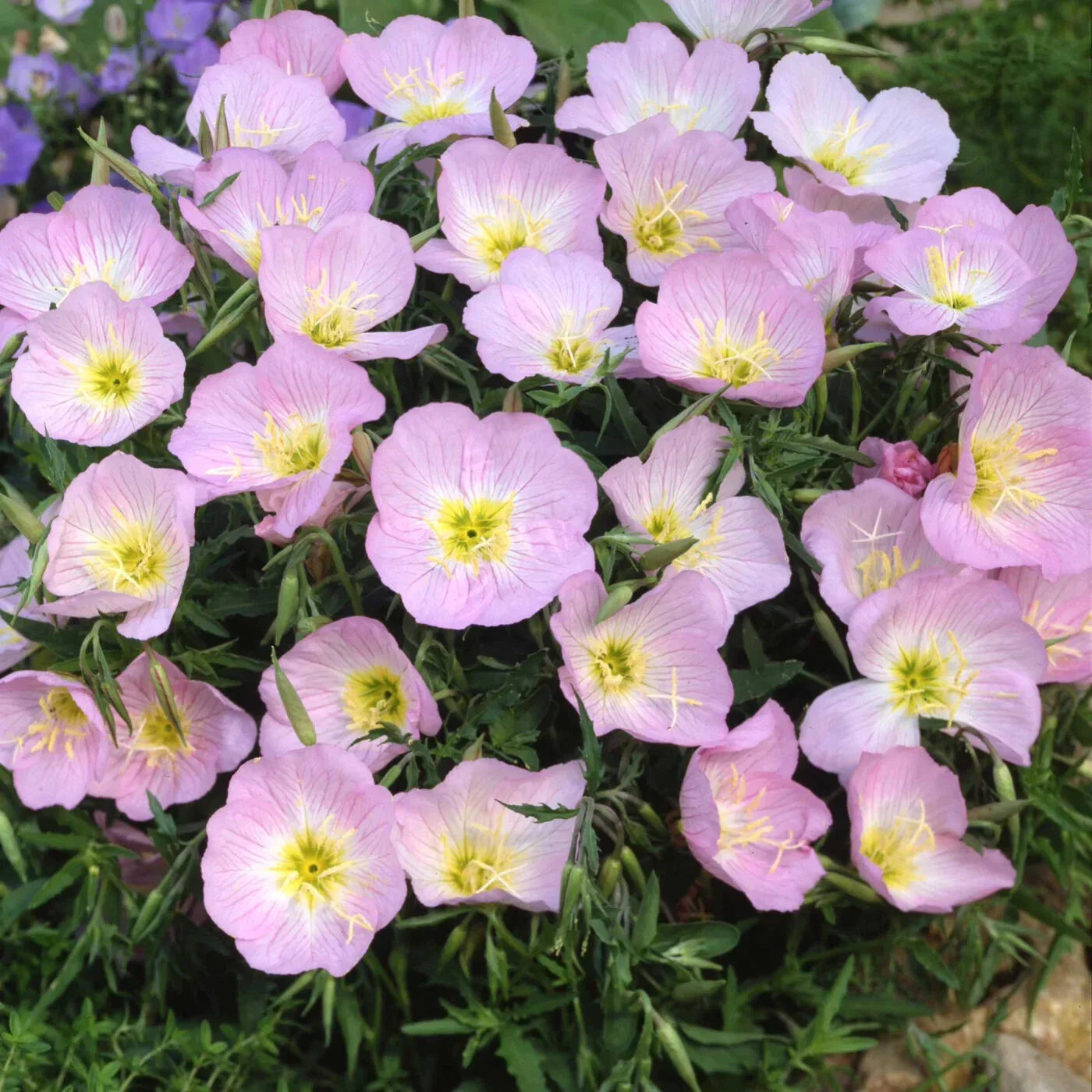 Showy Evening Primrose Seeds, Pink Ladies, Mexican Primrose, Oenothera speciosa, Perennial Flower, Free Shipping