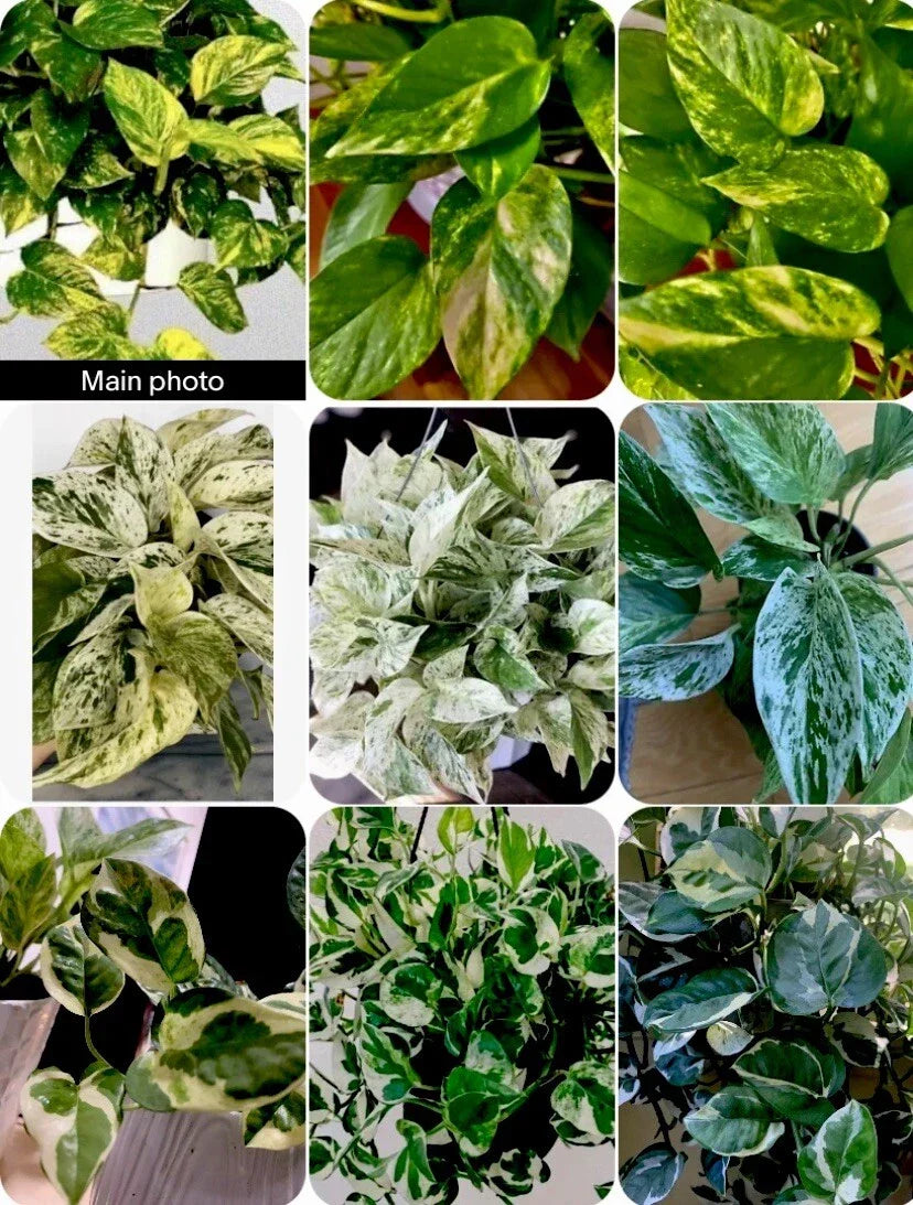 Pathos Cuttings 3-Inch Pot | Marble, Golden, N'Joy Varieties | Epipremnum aureum Indoor Plant for Home & Office