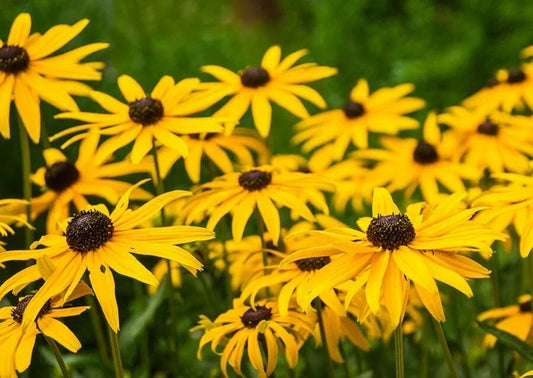 Large Black-Eyed Susan Plant | Rudbeckia hirta Perennial | Vibrant Yellow Flowers | Live Well-Rooted Plant for Gardens