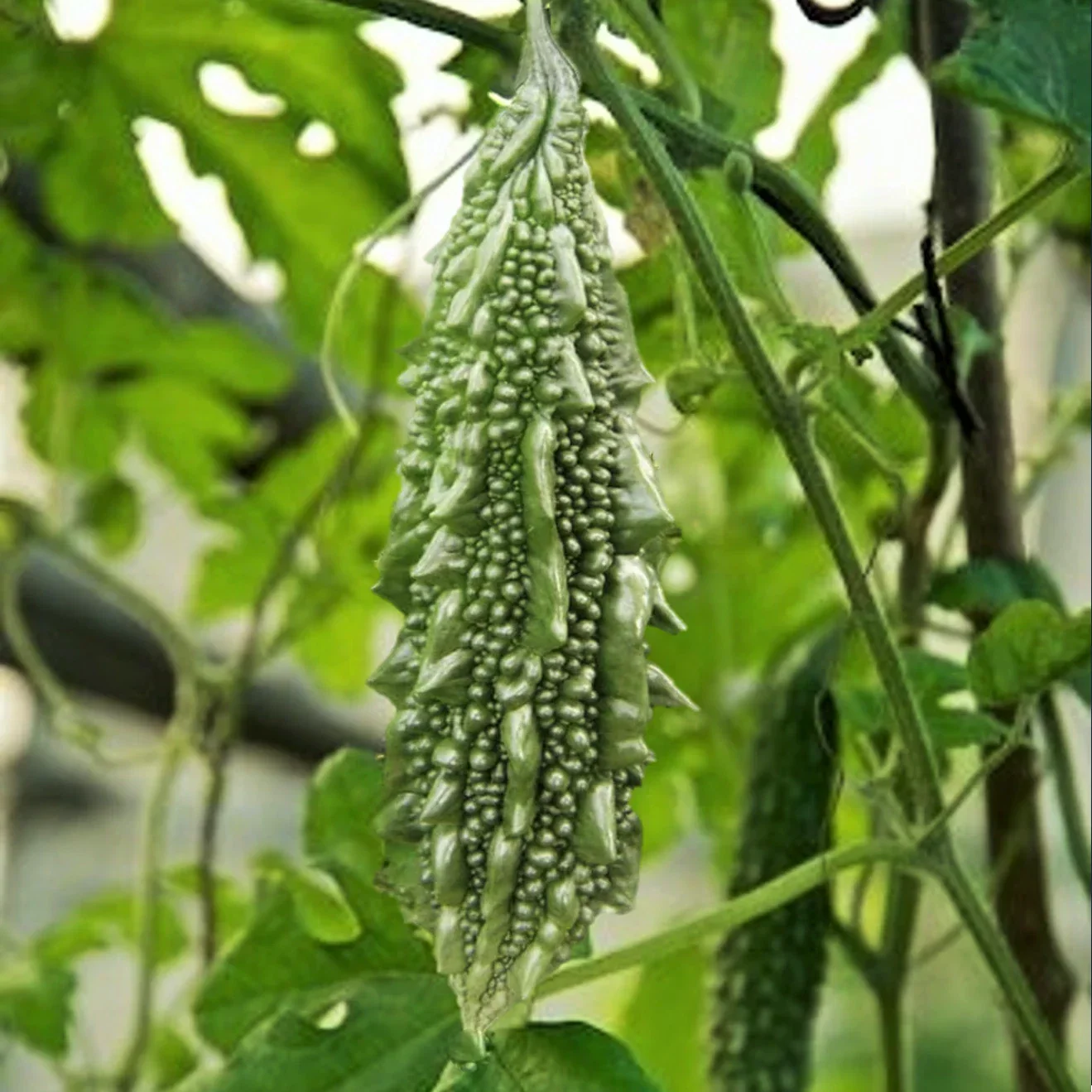 Black Pearl Bitter Melon Seeds - Indian Karela Momordica charantia - Heirloom, Climbing Vine, Non-GMO, 50 Seeds