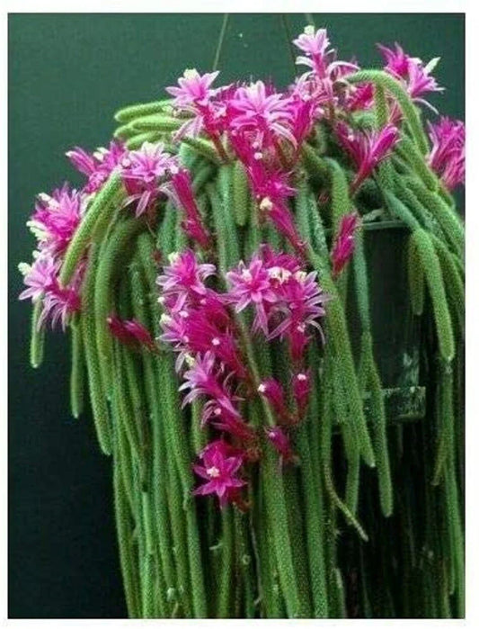 Lot of 4 Rat Tail Cactus Pink Cuttings | Aporocactus flagelliformis Succulent Plant for Hanging Baskets