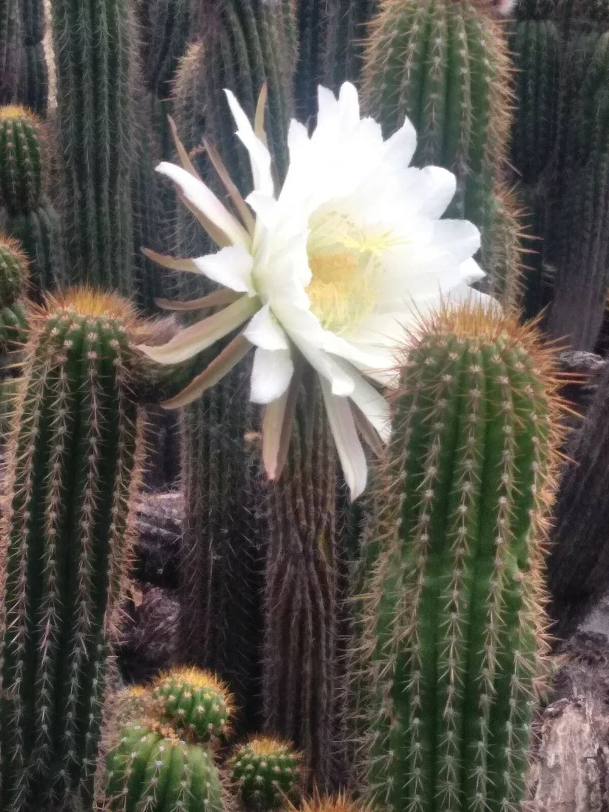 Echinopsis spachiana Golden Torch Cactus Cutting 20" with White Flowers, Succulent Plant, Cactaceae, Indoor Outdoor Garden