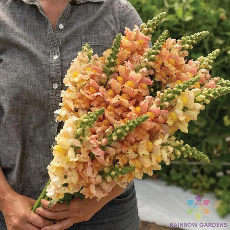 Costa Apricot Snapdragon Seeds - 1000+ Antirrhinum majus Garden Seeds for Borders & Containers, Vibrant Blooms, Attracts Pollinators