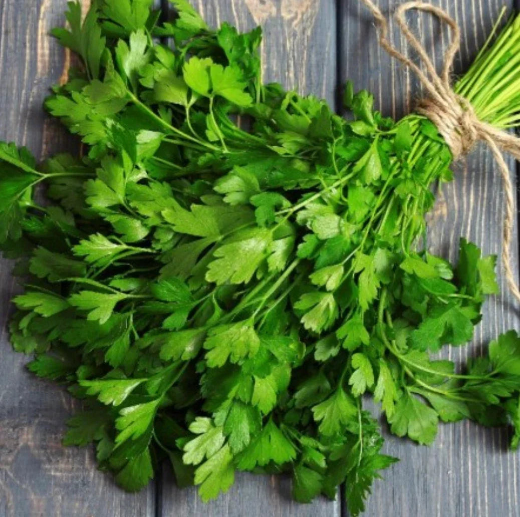 Flat Leafed Parsley Seeds – Petroselinum crispum – 75-Day Harvest, Culinary Herb, Organic, Non-GMO, Fast-Growing, for Garden & Pots