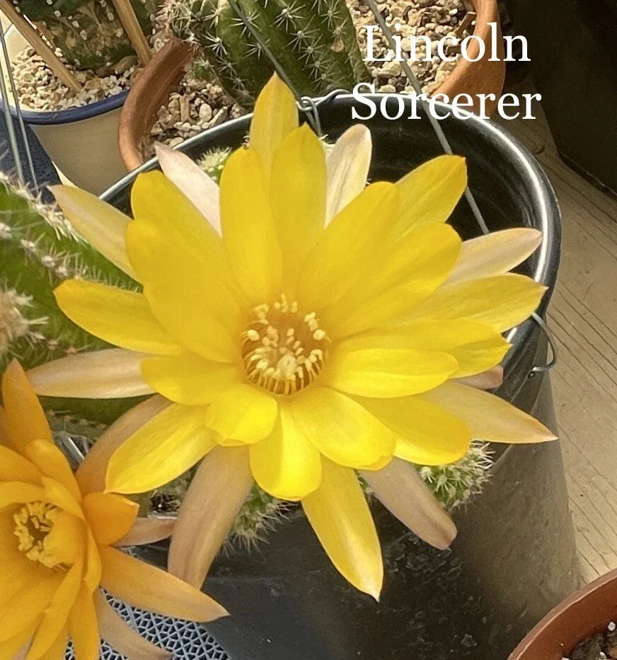 Peanut Cactus Plant - Rooted Succulent, Lincoln Sorcerer x Chamaecereus European Hybrid, Unique Peanut-Shaped Stems