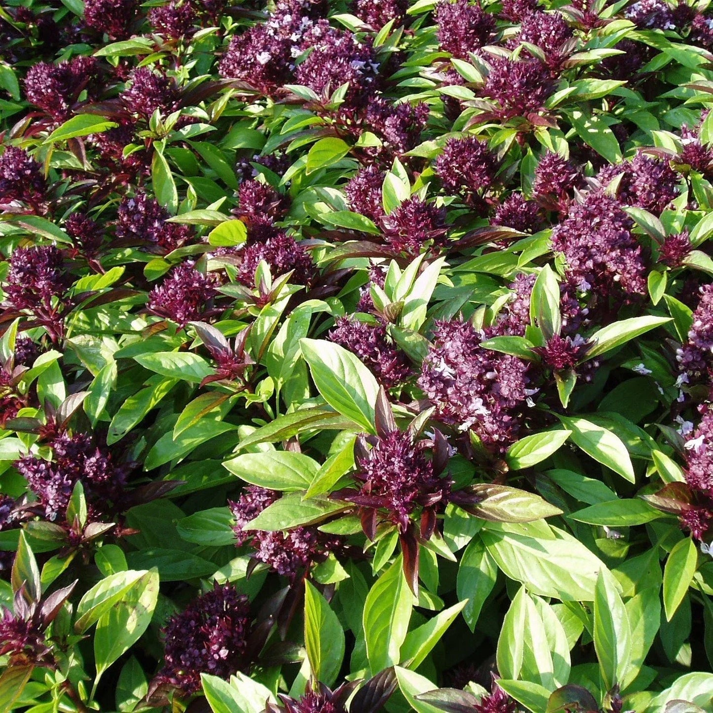 Siam Queen Basil Seeds 200+ Count – Thai Ocimum Thyrsiflora Herb for Culinary Gardening – Indoor & Outdoor Grow