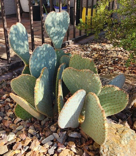 Live Cactus Pad Cutting - Beavertail Prickly Pear Opuntia basilaris Succulent for Home & Garden Decor