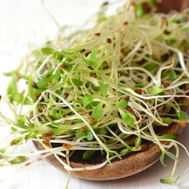 Bulk Alfalfa Seeds - Non-GMO Medicago sativa for Microgreens, Cover Crops & Soil Improvement, Organic-Friendly, High Germination