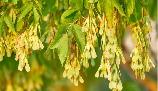 Live BoxElder Maple Tree in Pot | Acer negundo Well-Rooted Sapling for Landscaping & Shade