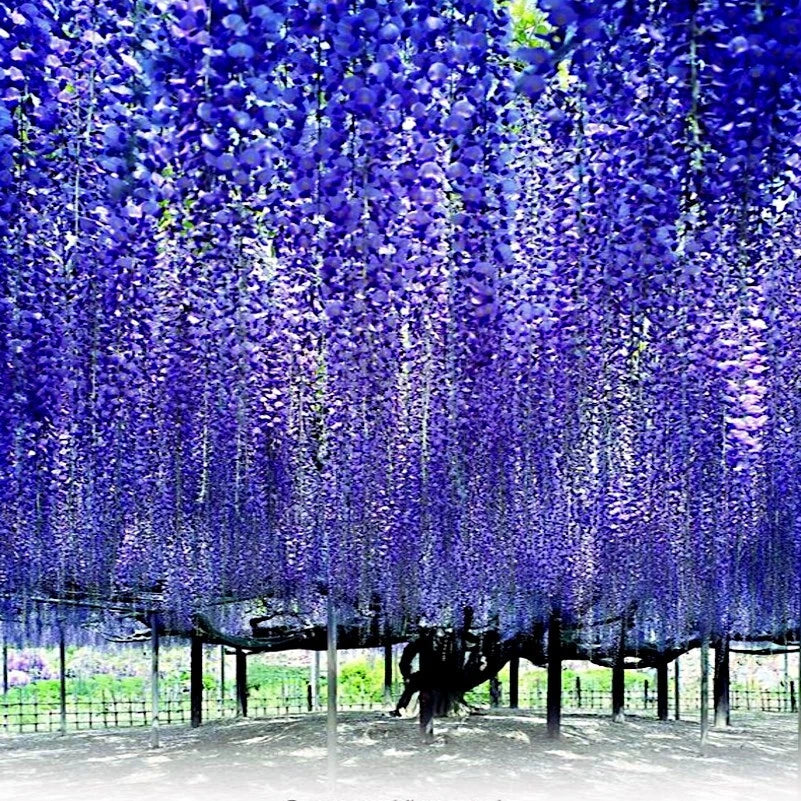 Chinese Blue Wisteria Seeds - 10 Pack, Hardy Flowering Vine, Wisteria sinensis, Fast-Growing Climbing Plant for Garden & Bonsai
