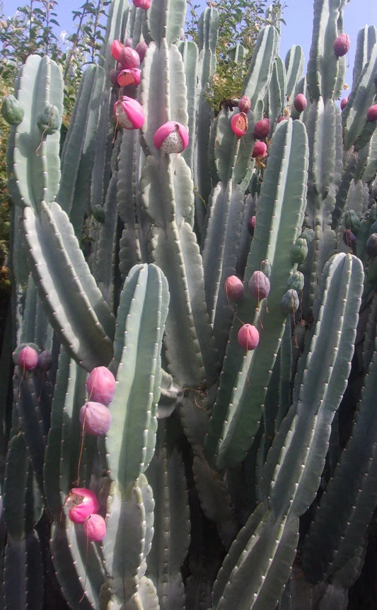Night Blooming Cactus Cutting 24 Inches Long Hylocereus undatus White Flower Succulent Plant