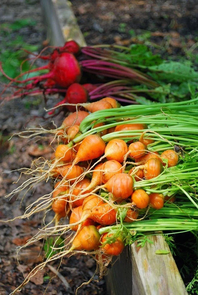 Parisian Carrot Seeds Bulk Packet – Daucus carota, Tender Round Globes, Sweet & Tasty, Non-GMO, 400 Seeds for Home Gardening