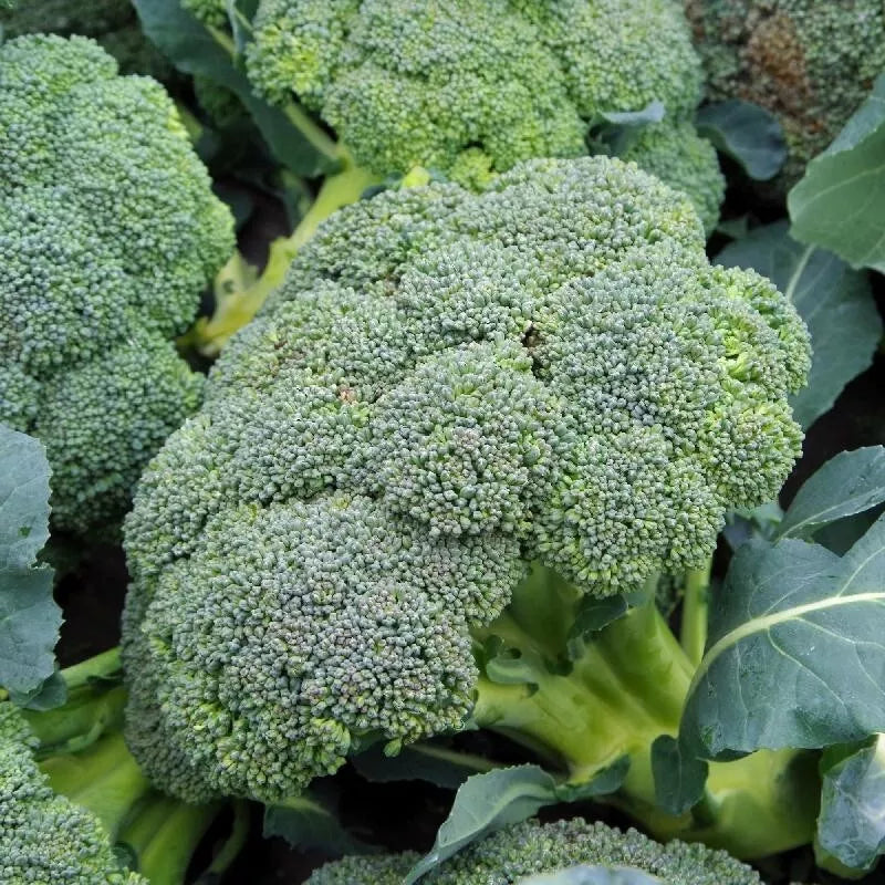 Broccoli Seeds - 1000+ Organic Heirloom Non-GMO Brassica oleracea var. italica for Home Garden, Fresh Eating