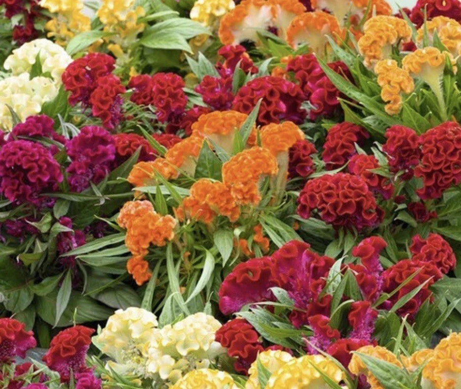 Celosia Seeds - 100+ Mixed Cockscomb - Vibrant Celosia cristata Flower Seeds for Garden, Borders, Containers