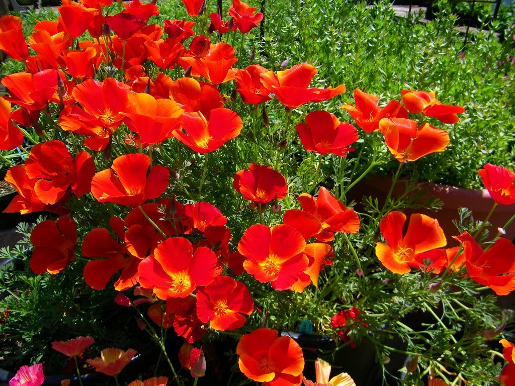 California Poppy Seeds 275 Red Chief Eschscholzia californica Annual Flower for Gardens, Borders & Wildflower Meadows