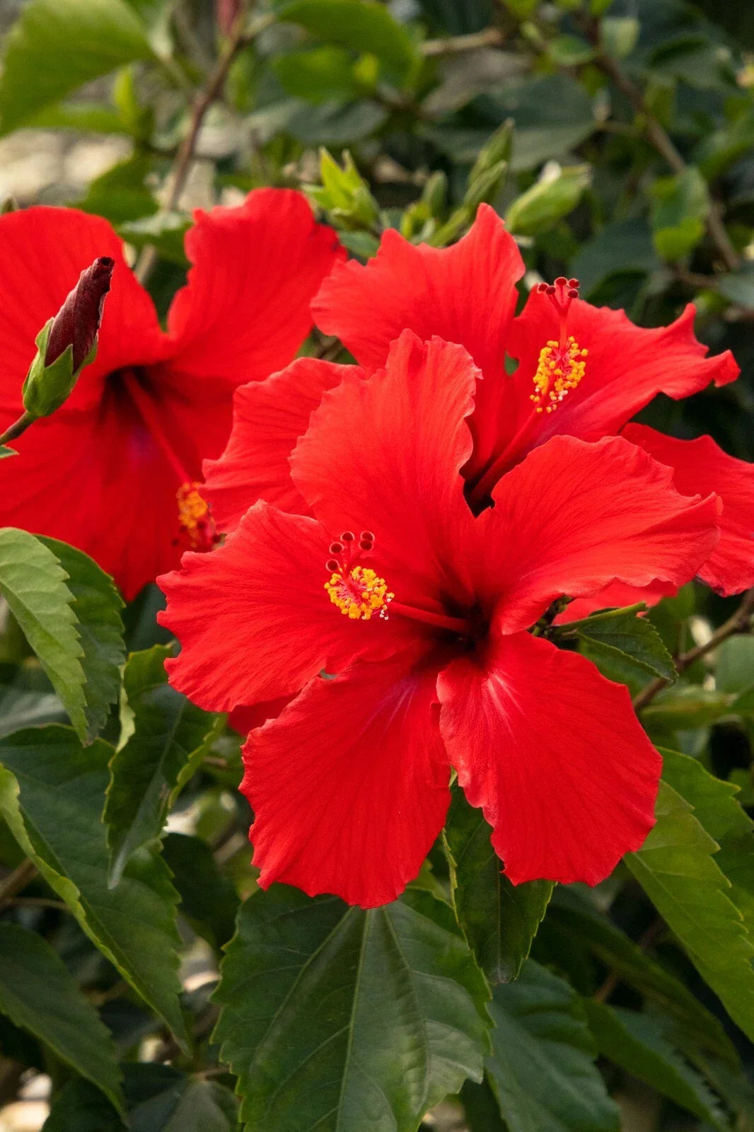 Tropical Hibiscus Starter Plant, President Red, 5-Inch Plug, Live Hibiscus rosa-sinensis, Garden Flower, Bright Red Blooms