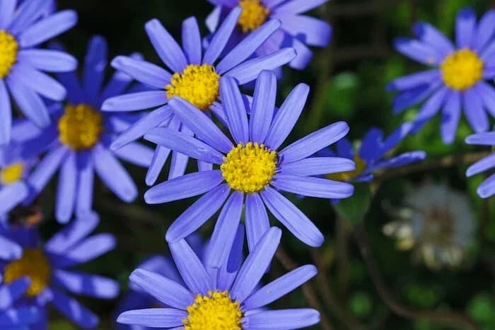 Blue Daisy Seeds 200+ Felicia Amelloides Non-GMO Garden Seeds for Borders, Containers & Ground Cover