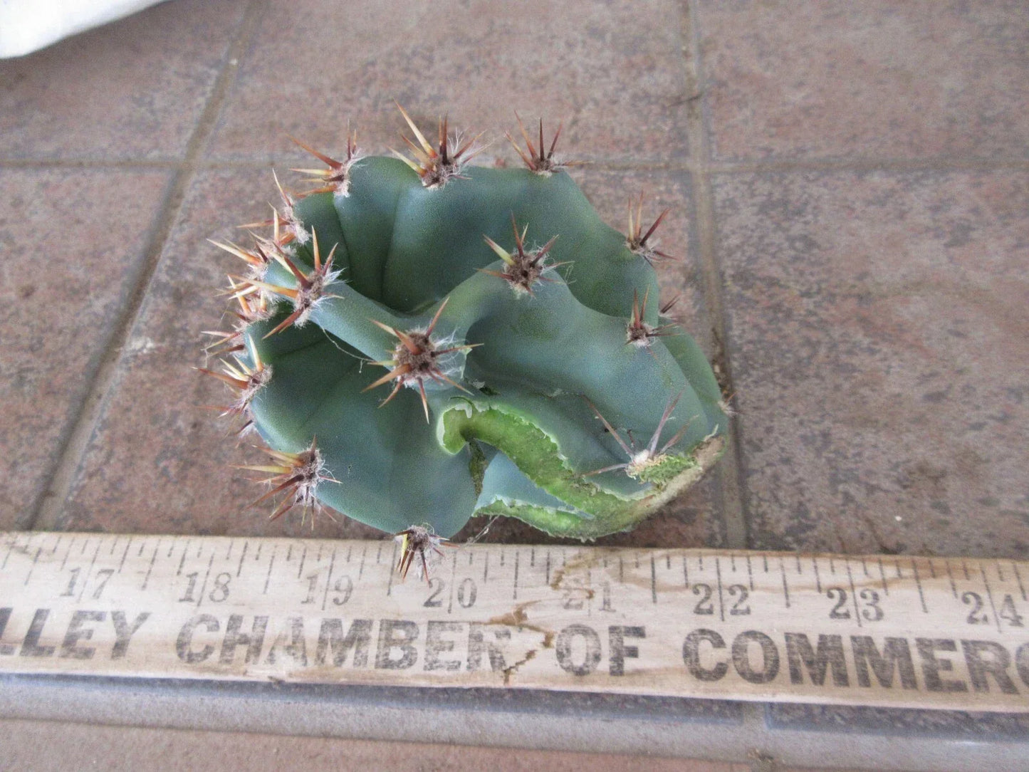 Columnar Cactus Cutting - Small Pup Cereus Peruvianus Spiralis - Unique Spiral Shape for Indoor Decor - Desert Charm Plant