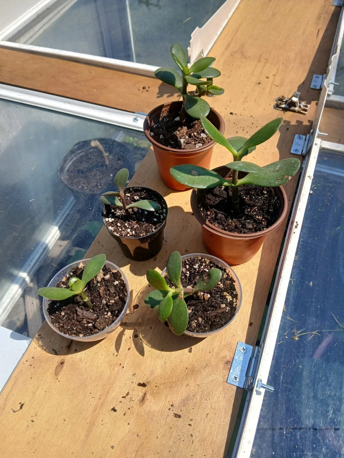 Crassula Ovata Jade Plant Rooted Cutting in 1-3 Inch Pot | Live Succulent Indoor Plant | Easy-Care Green Houseplant