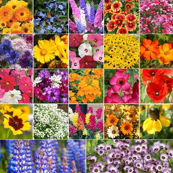 Pollinator Mix Flower Seeds - 22 Native Wildflower Species for Bees, Butterflies & Birds | Eco-Friendly, Non-GMO Seed Packet