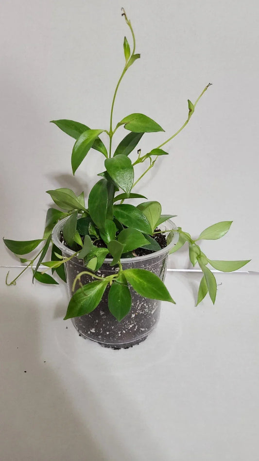 Lipstick Plant in 5 Inch Pot - Aeschynanthus radicans - Colorful Indoor Houseplant, Easy Care, Trailing Greenery