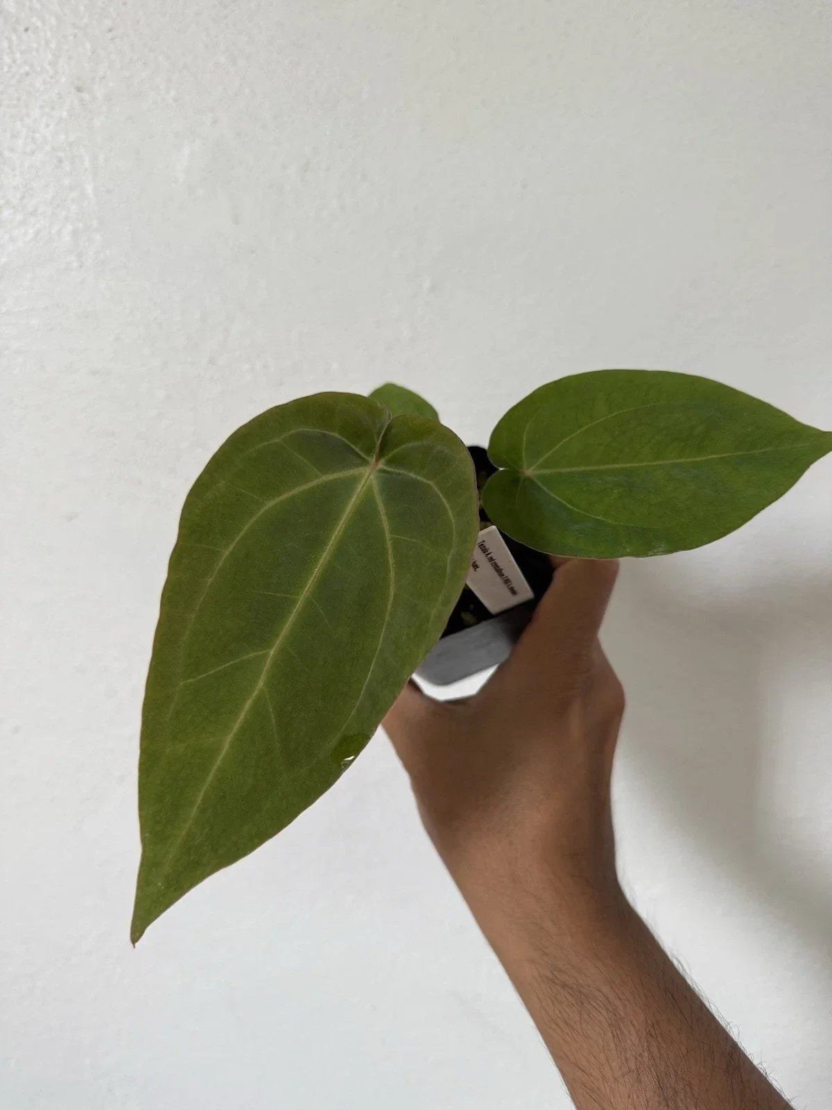 Anthurium Houseplant, Tezula Red Crystallinum X NSE Dressleri, Velvet Leaf Indoor Plant, Tropical Decor, Exotic Indoor Gardening