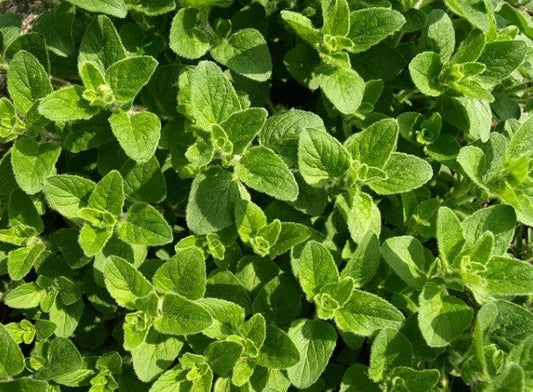 Organic Oregano Herb Seeds - 100+ Heirloom, Non-GMO, Culinary, Origanum vulgare, Indoor & Outdoor Gardening