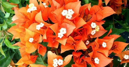 Live Bougainvillea Starter Plug Plant - Fire Opal Variety - Well Rooted Bougainvillea glabra for Garden, Climbing, Foliage, Bright Color