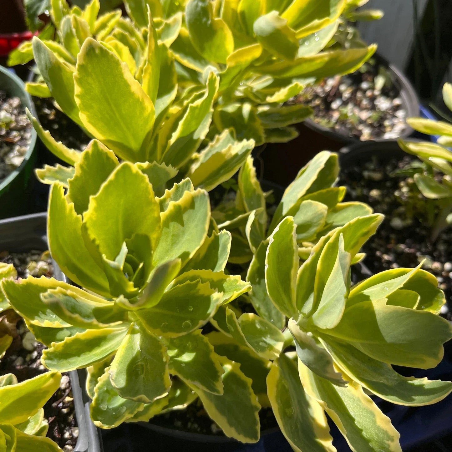 Variegated Pink Stonecrop Sedum 'Autumn Charm' Perennial Plant, Succulent Ground Cover, Pink and Green Foliage