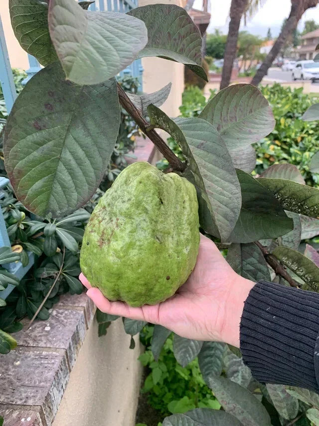 Giant Vietnamese Guava Seeds - Psidium guajava - 50+ Pack for Planting, Tropical Fruit, Bangkok Variety, Home Garden, Non-GMO