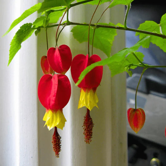 Live Abutilon Chinese Lantern Plants - 3 Well-Rooted Colorful Plugs, 2-5 Inches Tall for Gardens & Containers