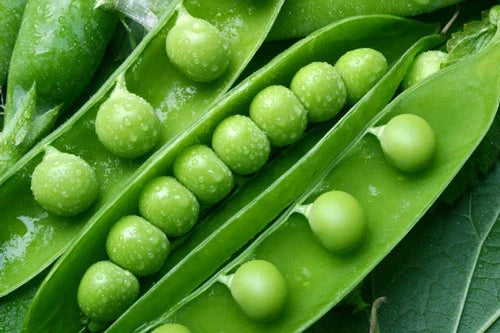 Green Arrow Pea Seeds - Organic Non-GMO Heirloom Pisum sativum for Garden Beds & Containers