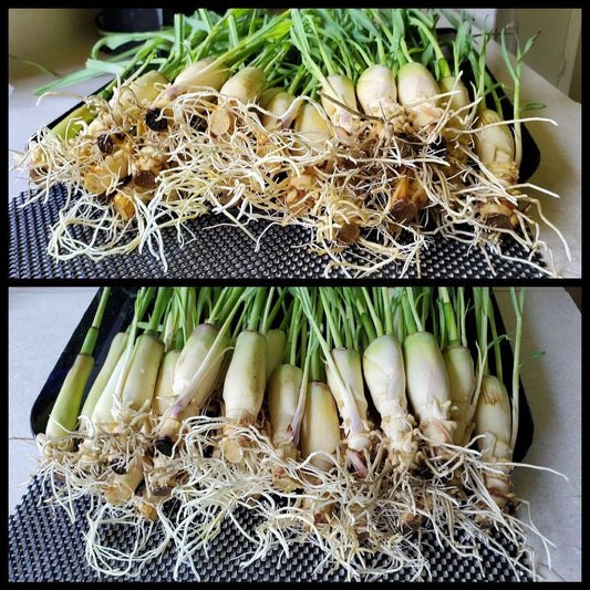 Lemongrass Stalks 5-8 inches, Ready to Plant, Easy to Grow, Cymbopogon citratus, 10 Fresh Herb Stalks for Cooking & Tea